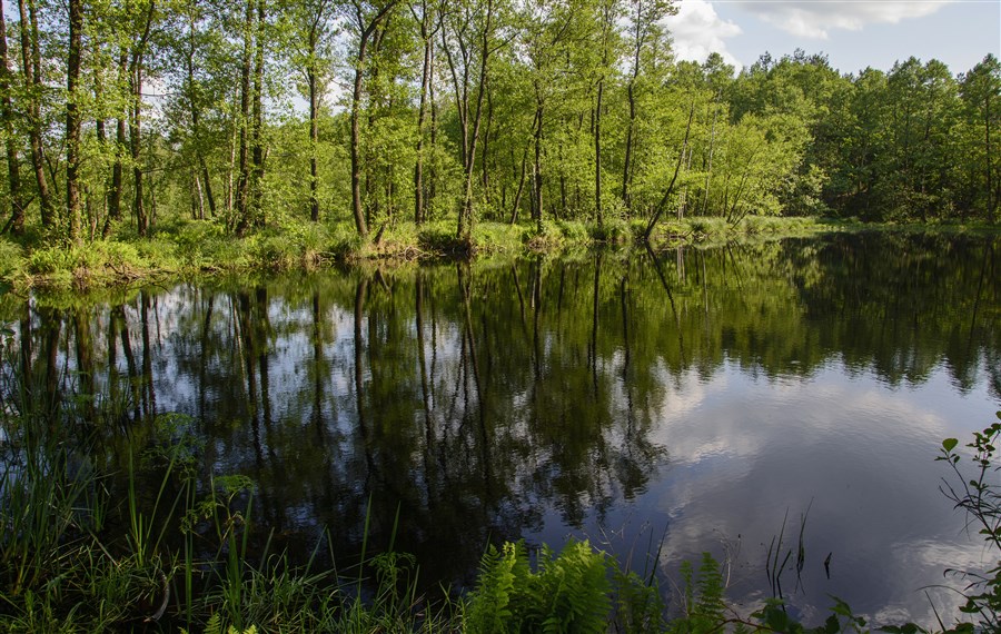 Obraz znaleziony dla: Kampinoski Park Narodowy