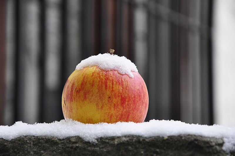 jabłuszko na śniegu