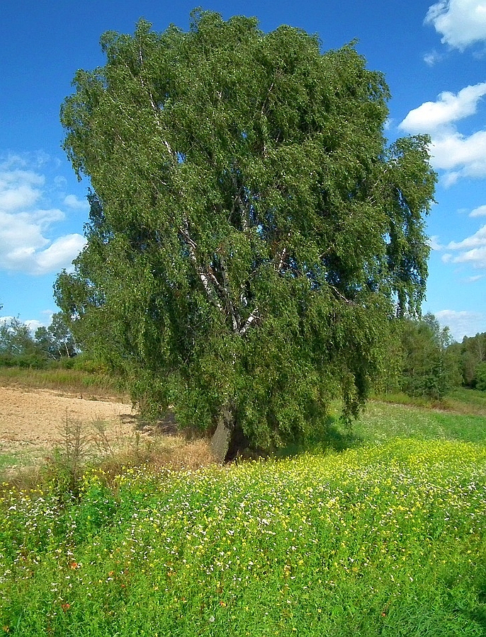 brzoza-lubelszczyzna-polskie-krajobrazy