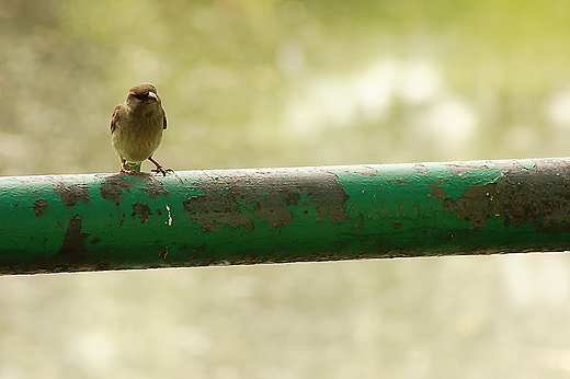 Wrbelek. Park Przyjani w Kaliszu