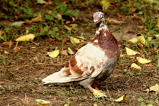 Gobek. Park Przyjani w Kaliszu