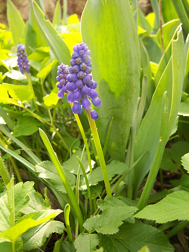 Kwiaty wiosenne