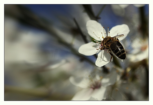 Pszczoła miodna Apis mellifera