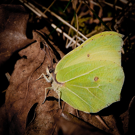 Latolistek cytrynewk.