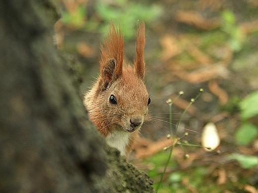 A kuku