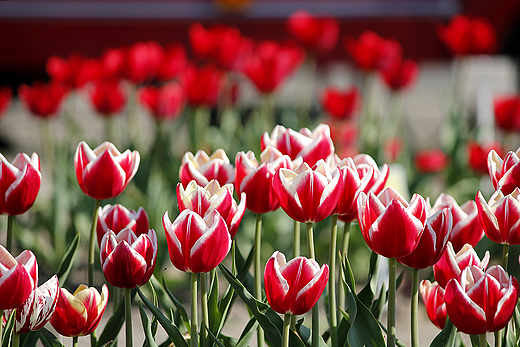 Chrzypsko Wielkie - Midzynarodowe Targi Tulipanw 2012
