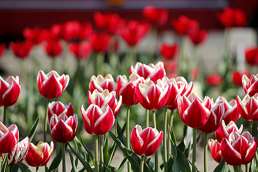 Chrzypsko Wielkie - Midzynarodowe Targi Tulipanw 2012