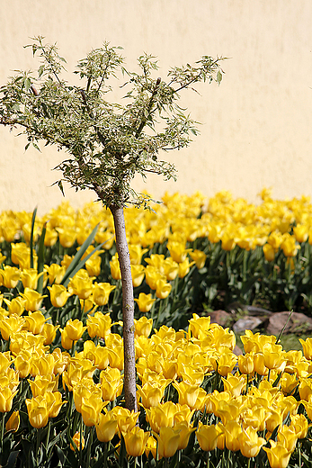 Chrzypsko Wielkie - Midzynarodowe Targi Tulipanw 2012, na skwerze