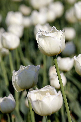 Chrzypsko Wielkie - Midzynarodowe Targi Tulipanw 2012, odmiana Maria Kaczyska