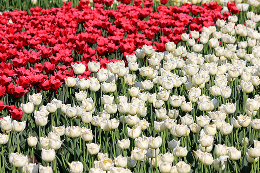 Chrzypsko Wielkie - Midzynarodowe Targi Tulipanw 2012