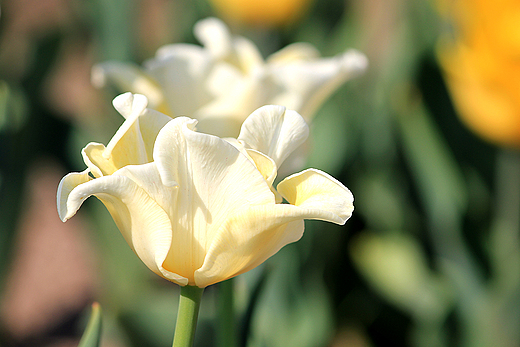 Chrzypsko Wielkie - Midzynarodowe Targi Tulipanw 2012, odmiana Yellow Crown