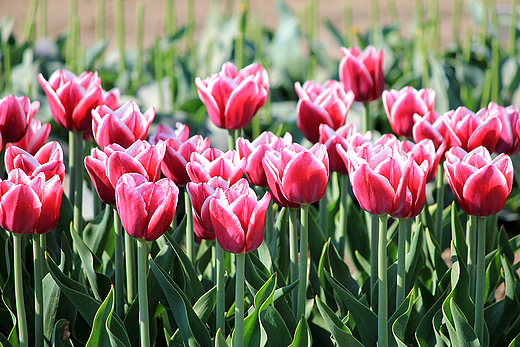 Chrzypsko Wielkie - Midzynarodowe Targi Tulipanw 2012