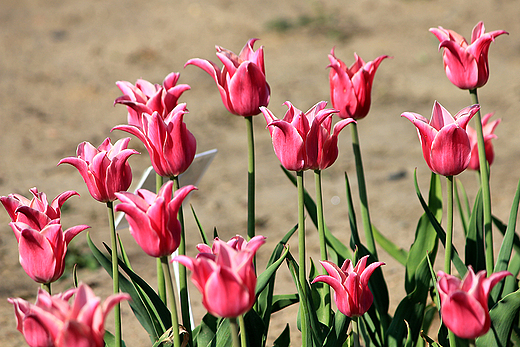 Chrzypsko Wielkie - Midzynarodowe Targi Tulipanw 2012