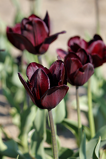 Chrzypsko Wielkie - Midzynarodowe Targi Tulipanw 2012, czarna Baxia