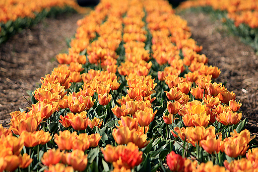 Chrzypsko Wielkie - Midzynarodowe Targi Tulipanw 2012, pole tulipanw