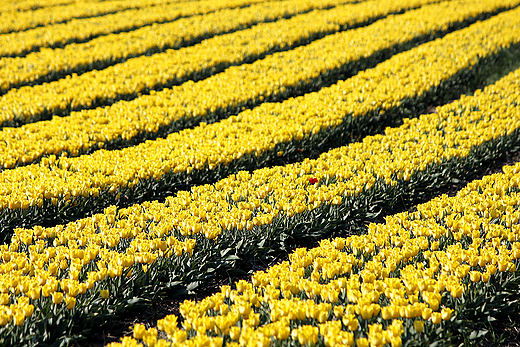 Chrzypsko Wielkie - Midzynarodowe Targi Tulipanw 2012, pole tulipanw