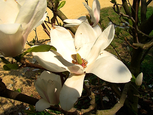 Kwitnce magnolie