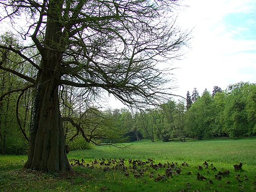 Arboretum Krnickie