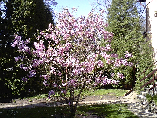 Wiosna