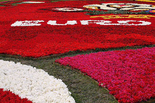 Mokry Dwr - uawski Tulipan nawizujcy do Euro 2012