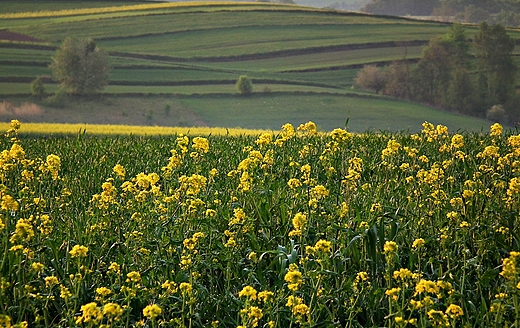 Z pierwszego... kwitnienia, Majdan Ruszowski