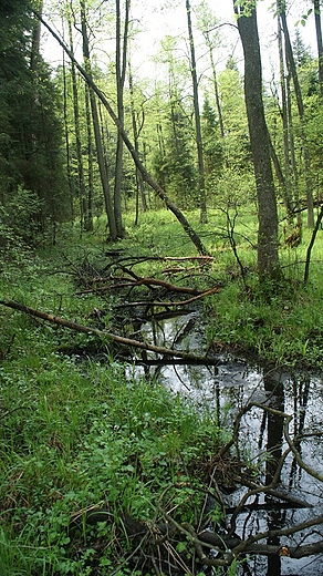 Szlak ku szumom