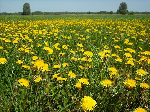 Janwek Pierwszy. ka nad Narwi.