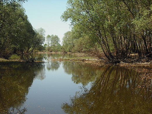 Janwek Pierwszy. Nad Narwi.