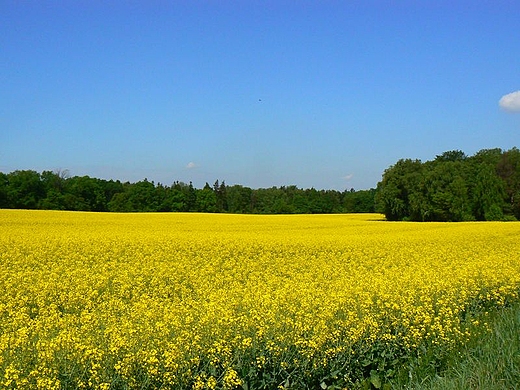 Pole rzepakowe.