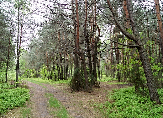 lene  cieki ,wiosna