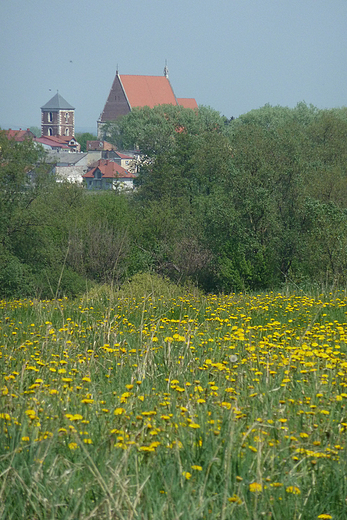 Widok Wilicy z przeciwnego brzegu rzeki