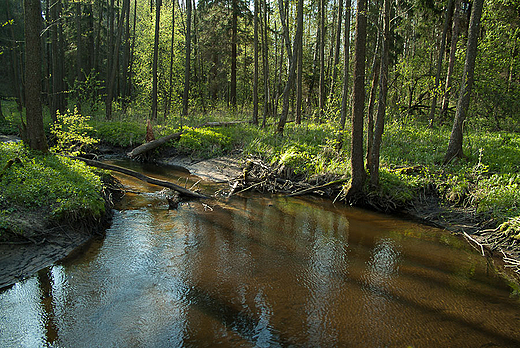 Puszcza Augustowska