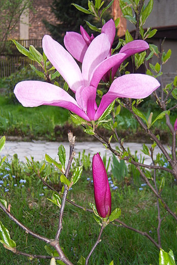 Magnolia rowa