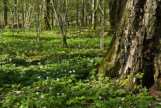 Puszcza Borecka wiosn.