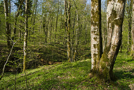 Puszcza Borecka wiosn.