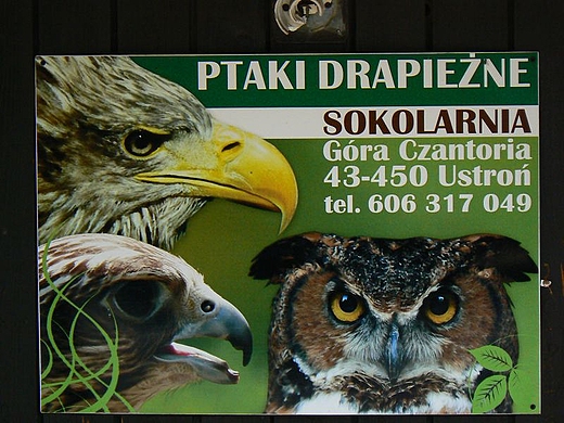 Plakat sokolarni.