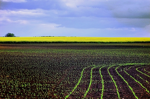 Rzepakowe klimaty