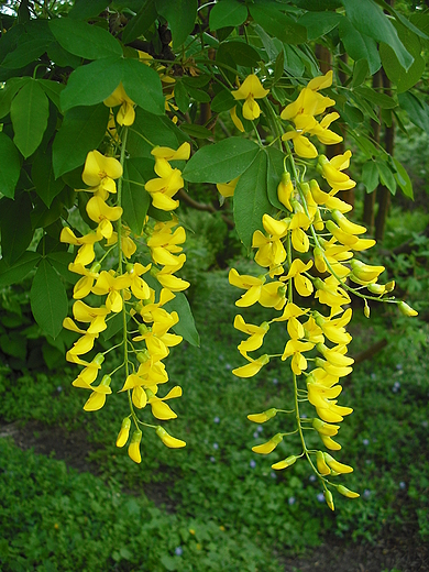 Warszawa. Zotokap w Ogrodzie Botanicznym.