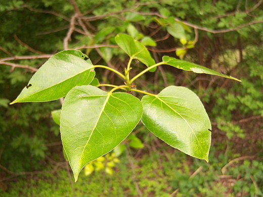Majowa ziele
