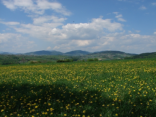 Widok w kierunku Beskidu Wyspowego z Brzeznej