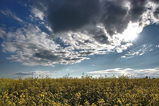 Okolice Brodnicy - Brzezinki