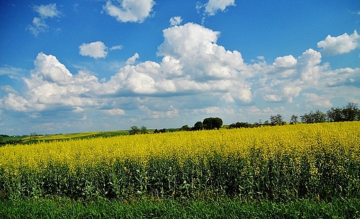 Moje majowe...Trzeszczany