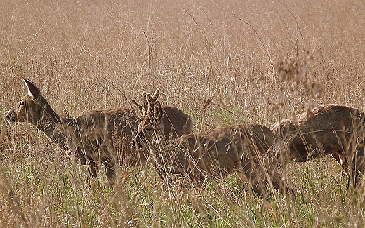 Sarny, wiosna