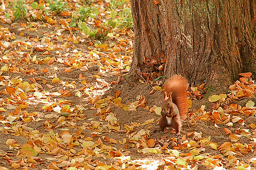 Park Miejski w Kaliszu - mam orzeszka