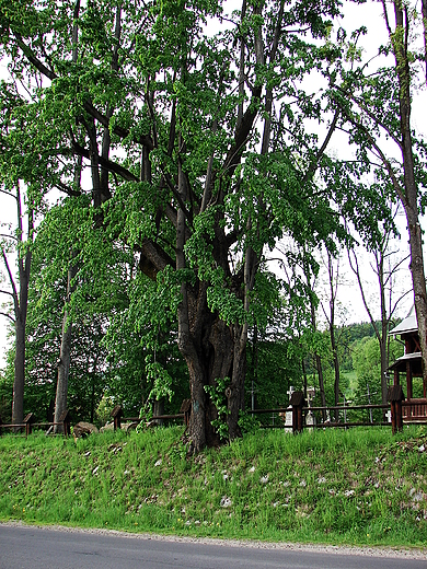 lipa szerokolistna