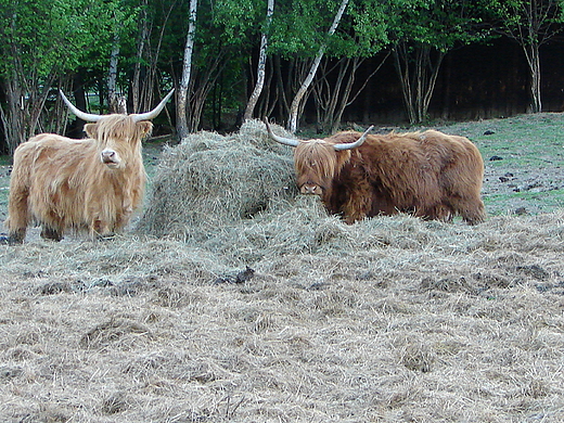 krowy na bieszczadzkim pastwisku