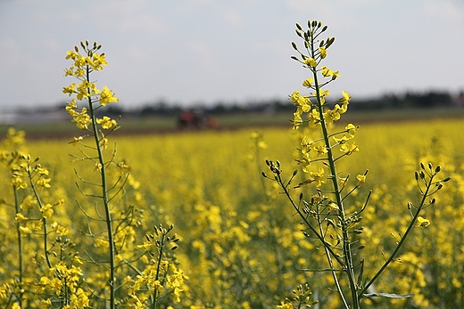 wiosna na Mazowszu