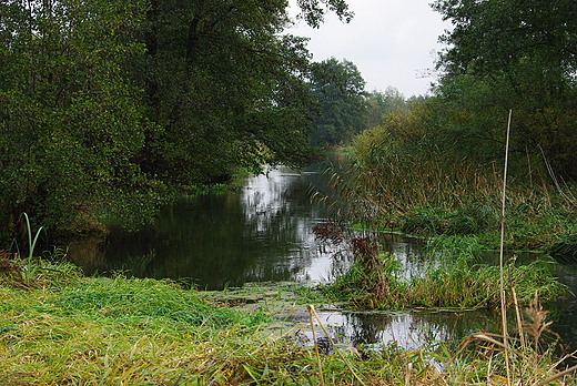 Radomka w padzierniku