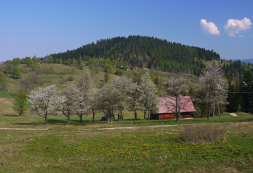 Beskid ywiecki. W drodze na Wielk Racz.