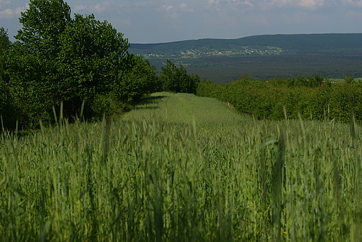 Widok z Klonwki